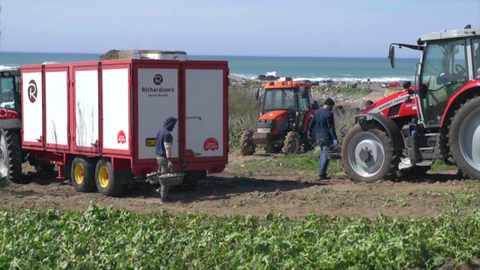 Jersey Royals field harvest